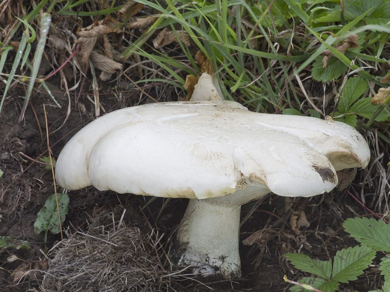 Leucopaxillus lepistoides